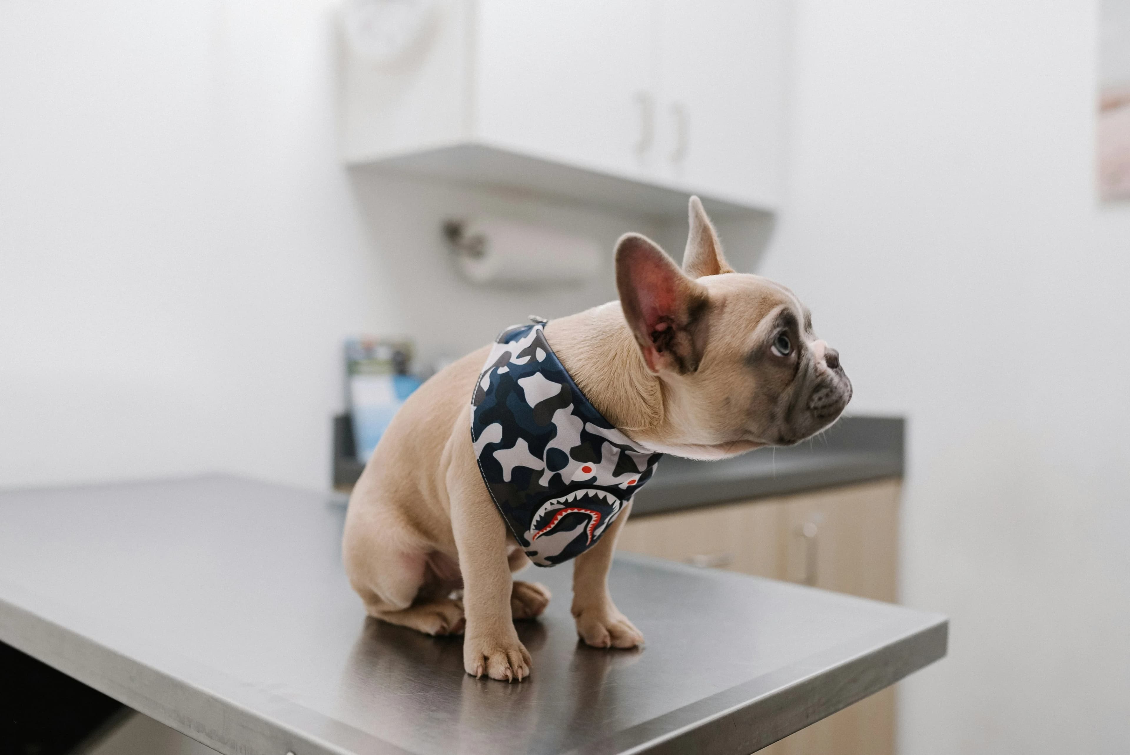 Vetmore Veteriner Kliniği'nde bir hekim köpeği kontrol ediyor