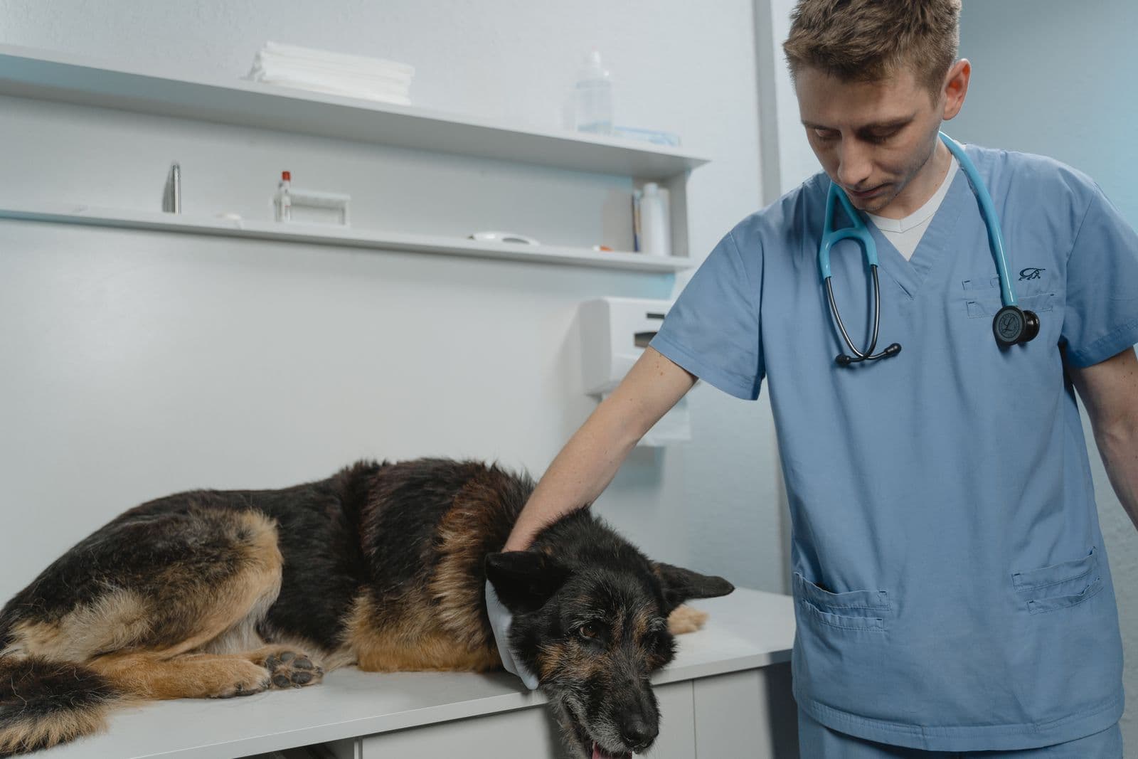 Vetmore Veteriner Kliniği'nde bir hekim köpeği kontrol ediyor
