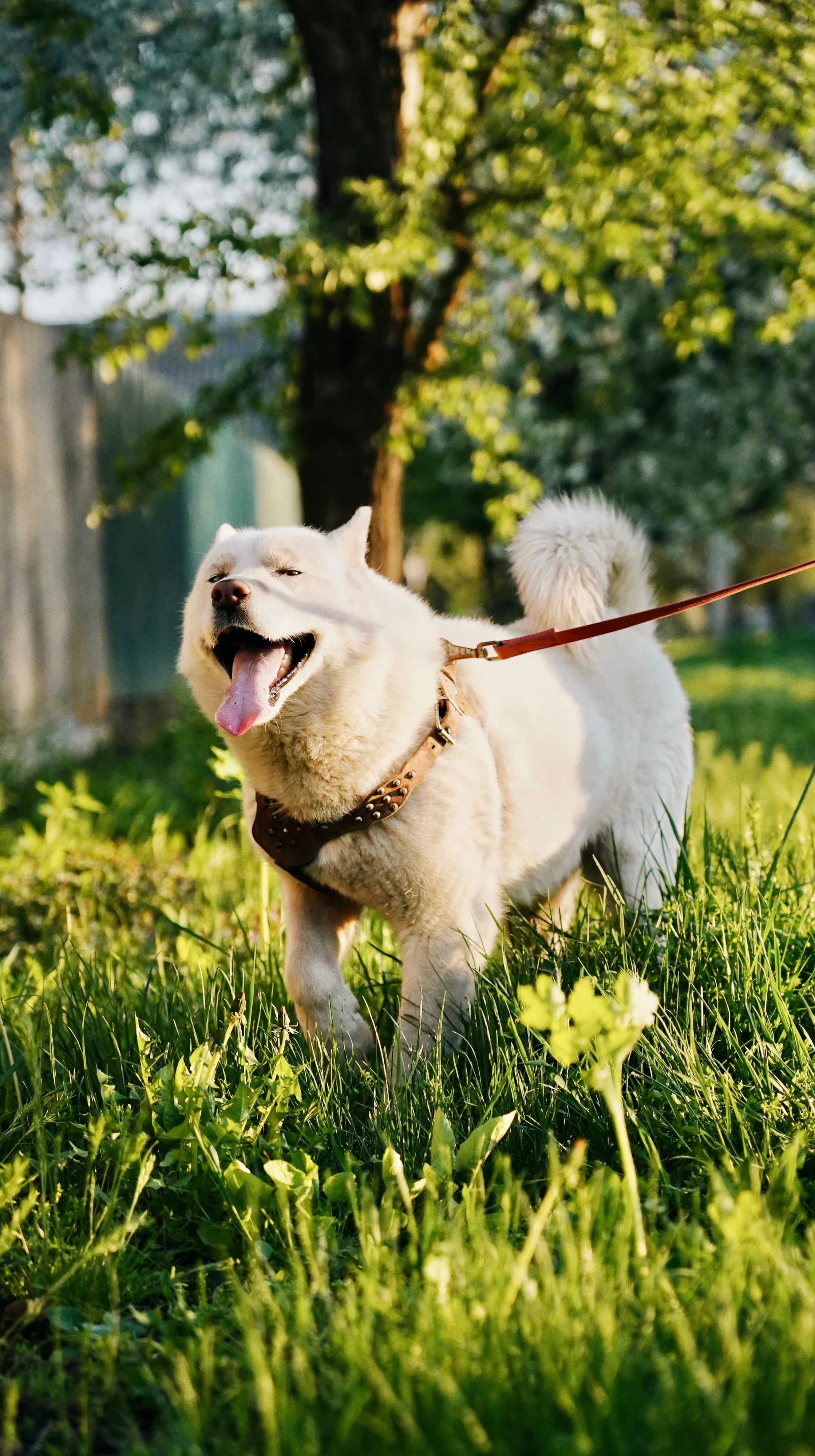 Köpek Zehirlenmesi: Belirtiler ve İlk Yapılacaklar