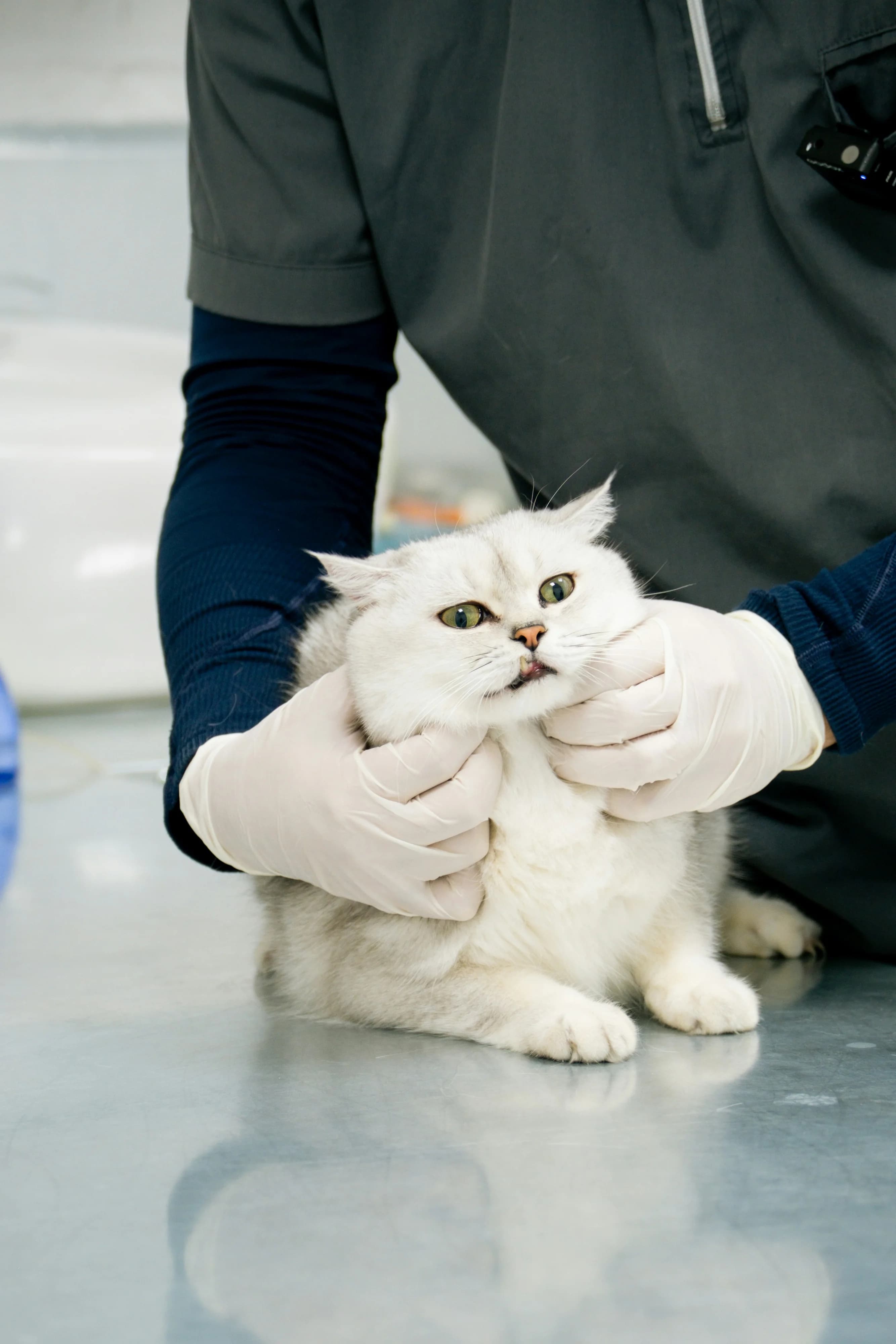 Tavukçuyolu Veteriner: 7/24 Açık Veteriner Kliniği
