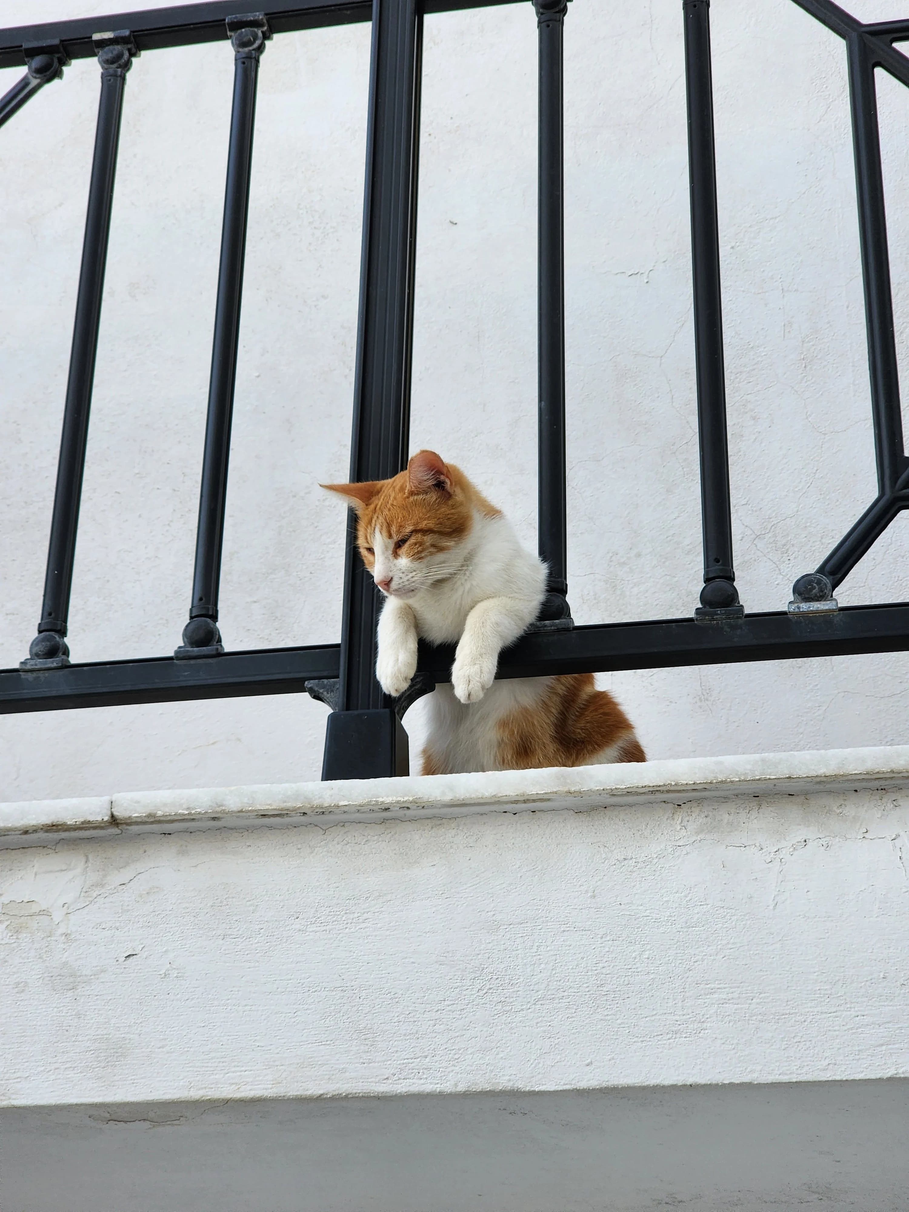 Balkondan Düşen Kedi İçin İlk Yapılacaklar